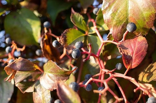 维多利亚爬虫浆果艾薇照片红色的浆果秋天时间照片