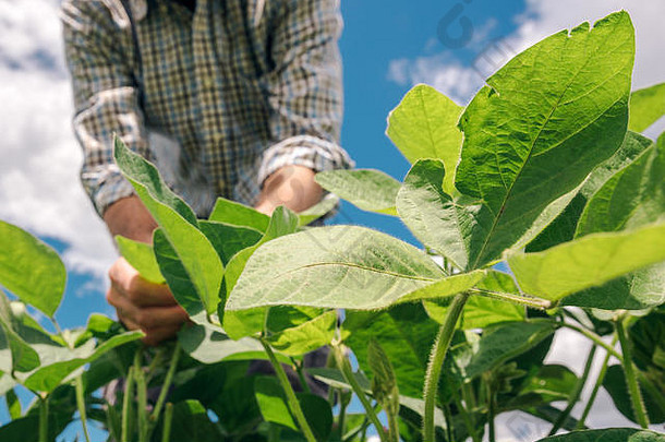 农场工人控制发展大豆植物农学家检查大豆豆作物日益增长的场