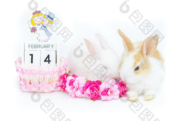 小猫兔子坐画木日历提醒情人节一天人工花装饰孤立的白色