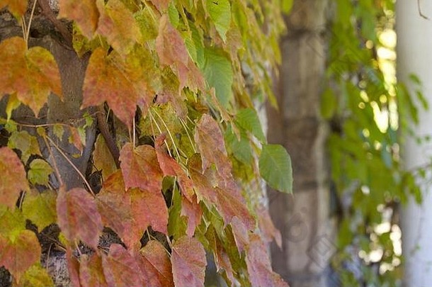 叶子葡萄树改变颜色墙纽约状态