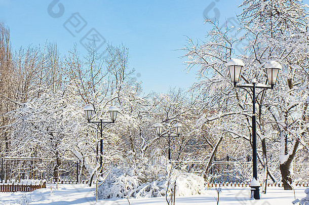 冬天景观花园树雪街灯阳光明媚的一天蓝色的天空