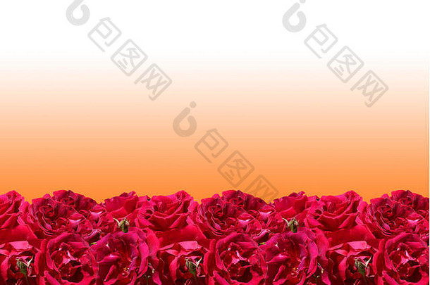红色的玫瑰框架孤立的橙色背景