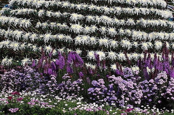 完整的盛开的菊花花花园