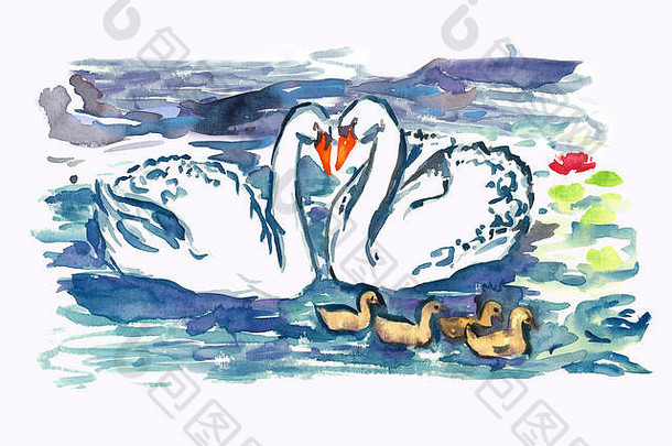 白色天鹅夫妇雏鸟游泳池塘孤立的手画水彩插图