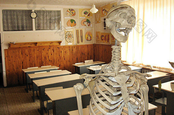 骨架教室解剖学桌子