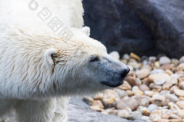 thalarctosmaritimus熊属maritimus一般极地熊