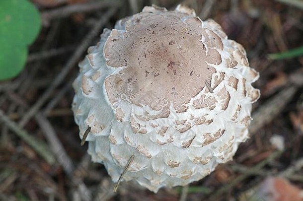叶绿素奥利维耶里橄榄毛发粗浓杂乱的阳伞野生蘑菇芬兰