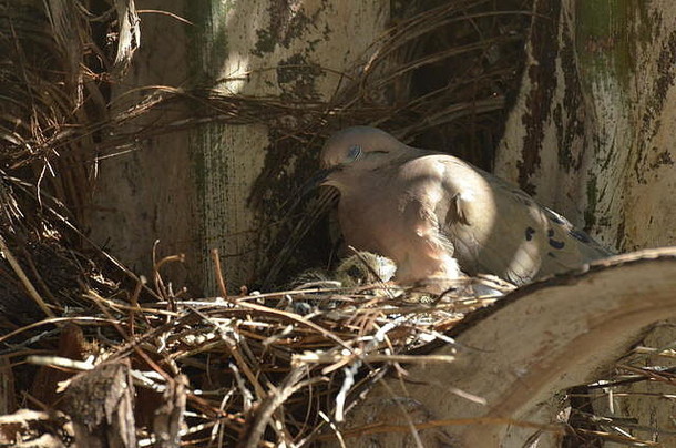 鸟培养喂养婴儿鸟巢
