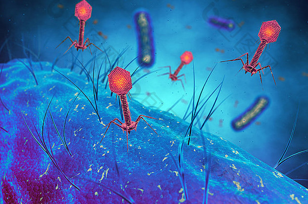 噬菌体病毒感染细菌细胞
