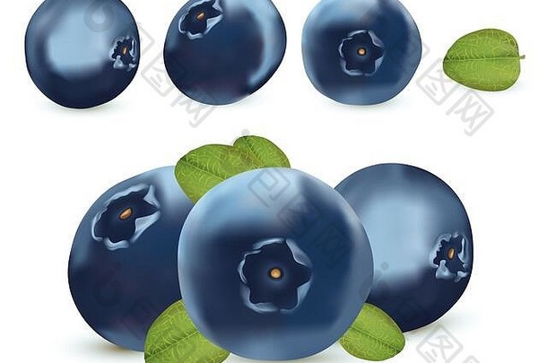 成熟的新鲜的蓝莓白色背景新鲜选蓝莓绿色叶有机浆果甜蜜的蓝莓浆果关闭图标集现实的插图