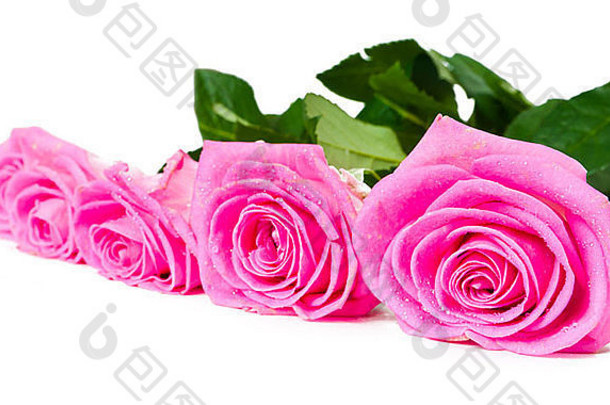 花束美丽的粉红色的玫瑰白色