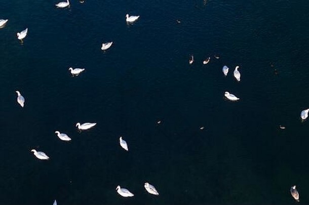 空中视图冻湖鸟soderica克罗地亚