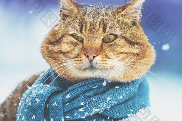 肖像有趣的猫针织围巾猫坐着在户外雪冬天降雪