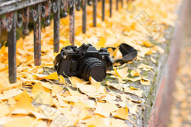 模拟相机黄色的树叶