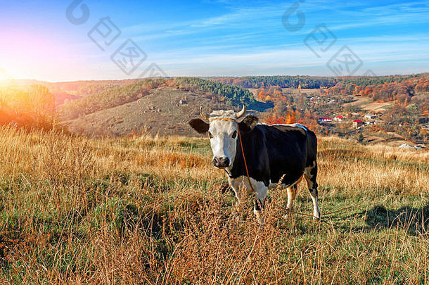 角黑色的白色牛完整的高度放牧秋天快乐盯着相机背景国家