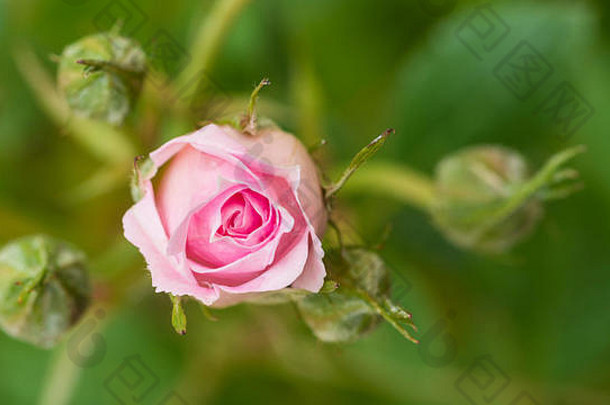 宏拍摄粉红色的天井玫瑰包围摘