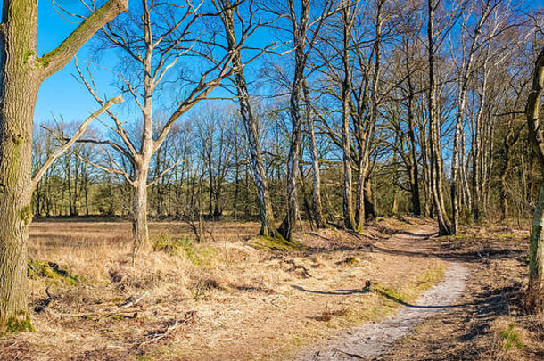 典型的荷兰景观buurserzand湿地自然储备地区特温特由希斯漂流沙子