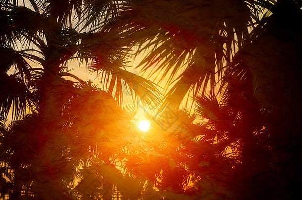 照片复古的棕榈树太阳