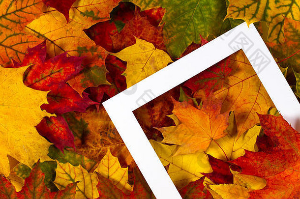 有创意的布局使色彩斑斓的秋天秋天叶子白色框架