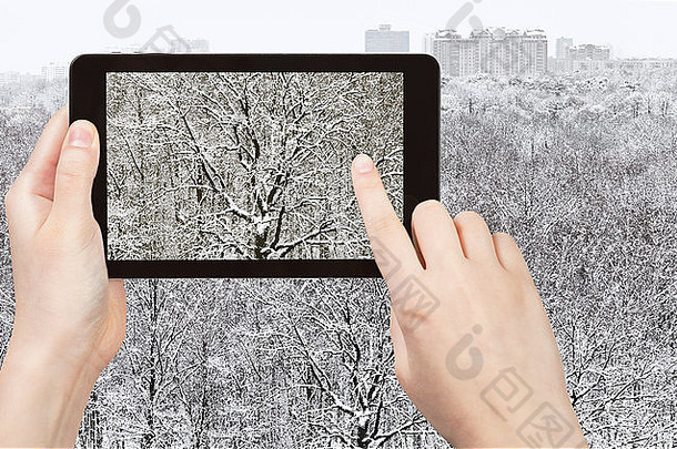 旅行概念旅游需要图片风雪橡木森林冬天降雪智能手机