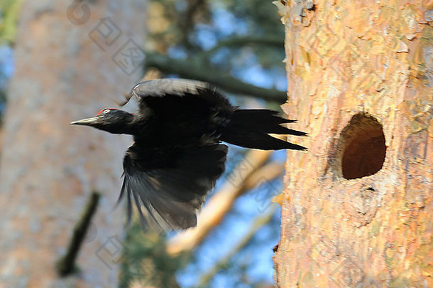 飞行黑色的啄木鸟nest-hollow松树