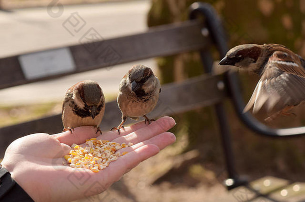 棕色（的）鸟吃玉米女人的伸出的手