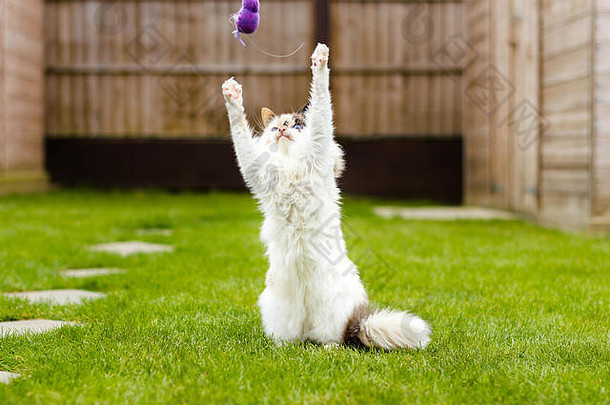 猫伸展运动玩具花园