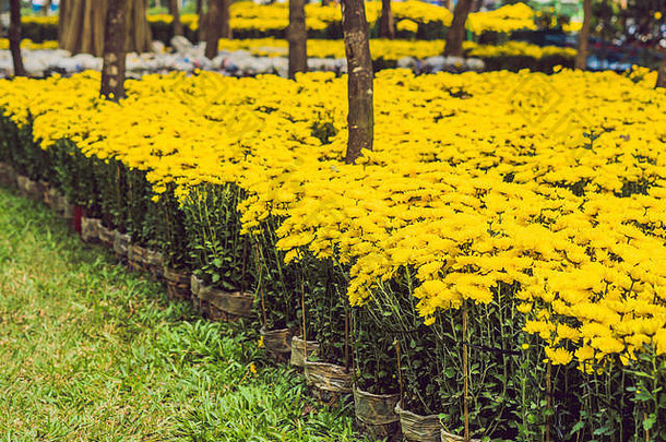 黄色的花荣誉越南一年月球一年花市场中国人一年泰特