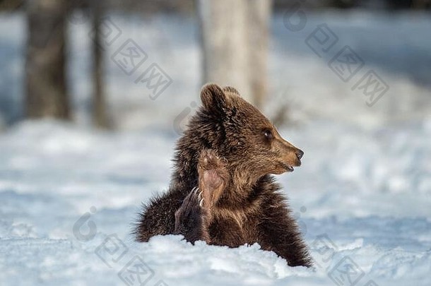 熊幼崽冬天森林熊幼崽坐雪提高了爪子自然栖息地棕色（的）熊科学熊属arctosarctos