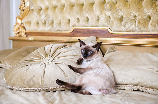 主题奢侈品财富年轻的猫尾巴受过严格训练的mecogon短尾猫谎言休息大床上枕头文艺复兴时期的巴洛克式的