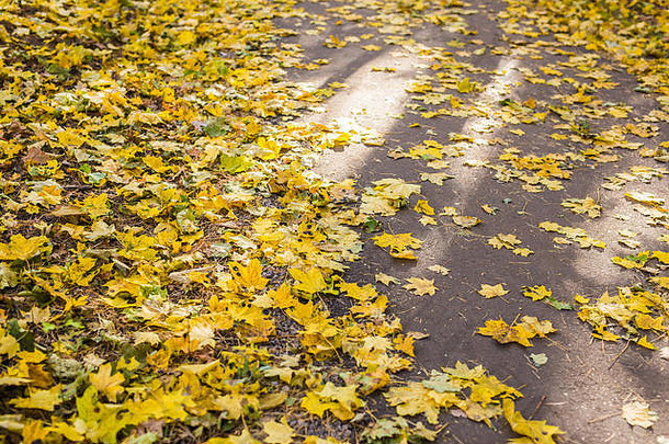 橙色黄色的秋天叶子沥青