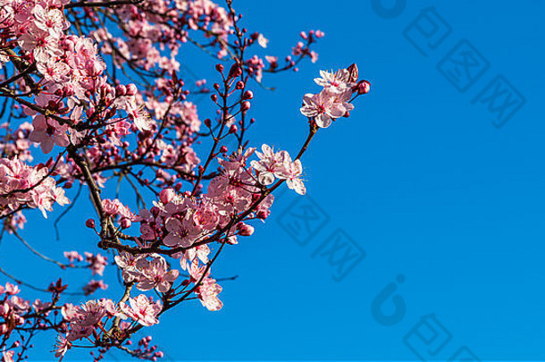 浅焦点粉红色的日本开花李子站生动的蓝色的天空