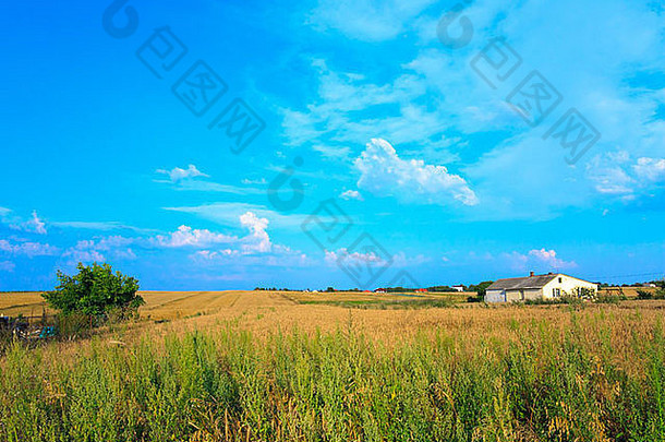 粮食字段蓝色的天空波兰的村
