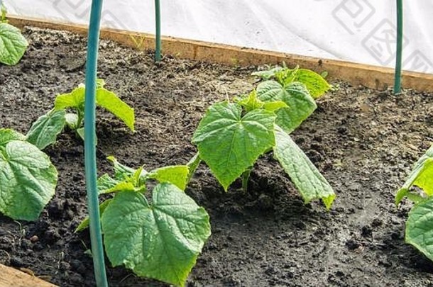 年轻的黄瓜植物温室日益增长的有机蔬菜农业