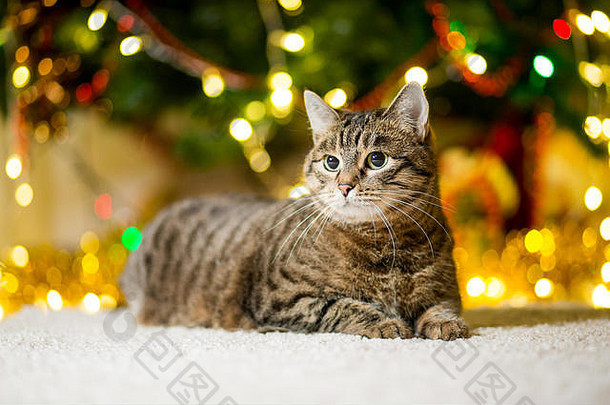 大厚猫品种里德颜色圣诞节树花环