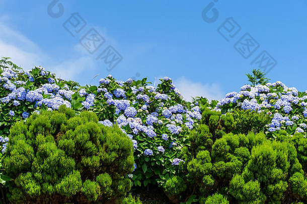 图像美丽的盛开的绣球花自然亚速尔波图法尔欧洲