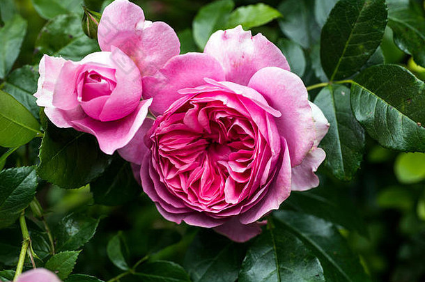 美丽的复杂的粉红色的玫瑰日益增长的花园夏天