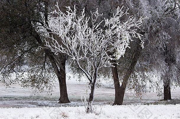 树冬天降雪高山城市位于远程大弯曲地区德州