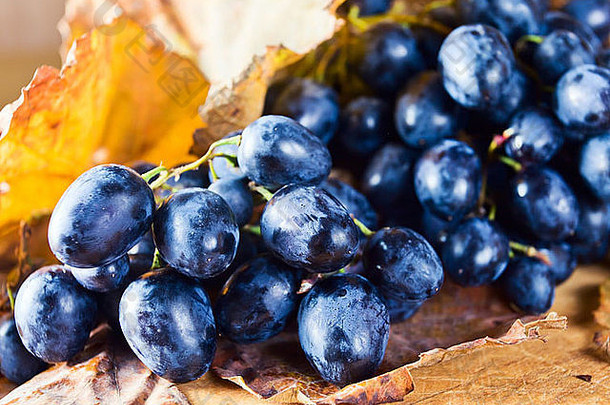 成熟的蓝色的葡萄干棕色（的）叶子