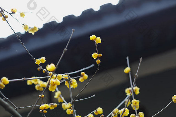 中国人古老的建筑金李子花朵