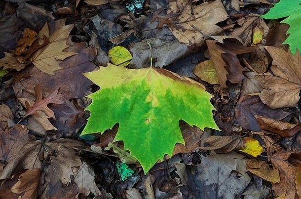 秋天叶子地面下降树