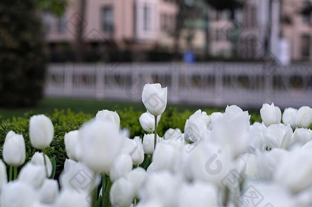 白色郁金香伊斯坦布尔美丽的白色郁金香花园