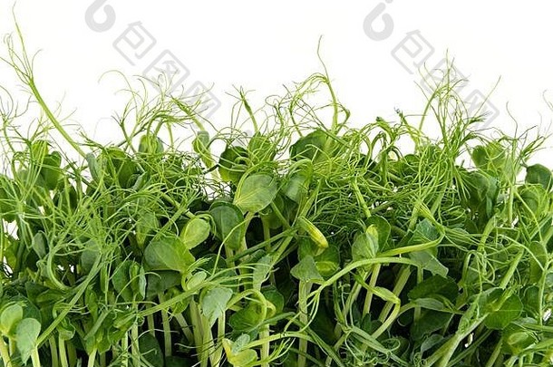 新鲜的(2008年)microgreen豆芽孤立的白色健康的食物