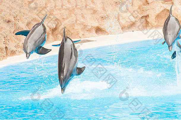 海豚游泳盐水池