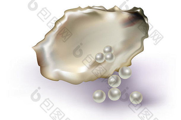珍珠牡蛎壳牌白色背景