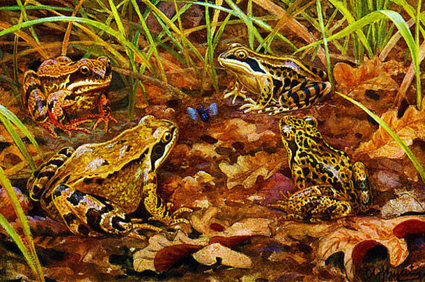 常见的青蛙蛙temporaria欧洲常见的青蛙
