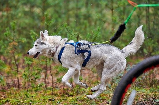 bikejoring雪橇狗指挥比赛沙哑的雪橇狗拉自行车狗育空秋天竞争