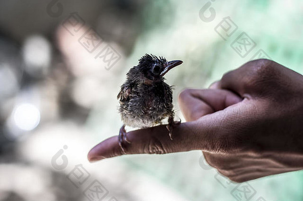 婴儿鸟坐着人类手看妈妈。
