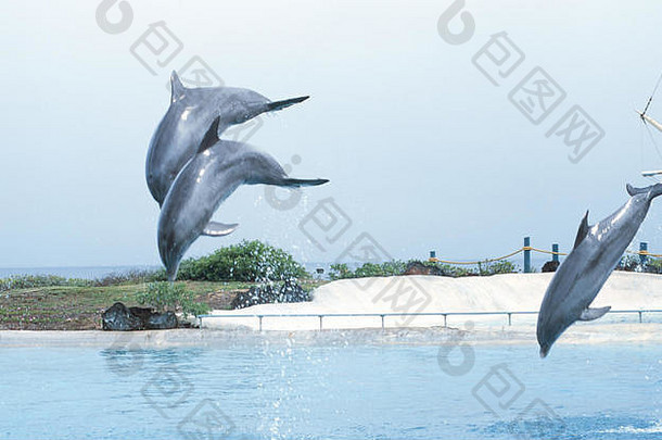 海生活公园火奴鲁鲁夏威夷海豚娱乐观众