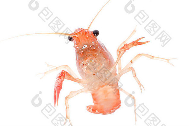 海鲜动物小龙虾虾孤立的白色